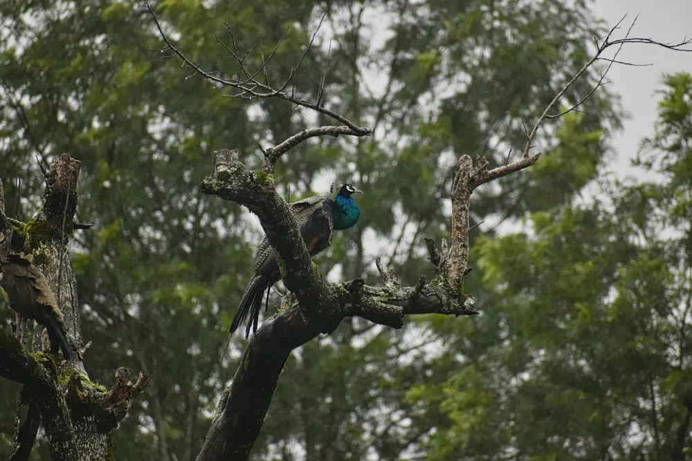 A peacock perched on a bare branch in dry forest