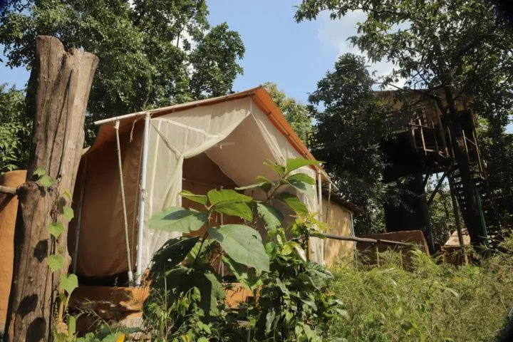 Canvas tent under tall trees