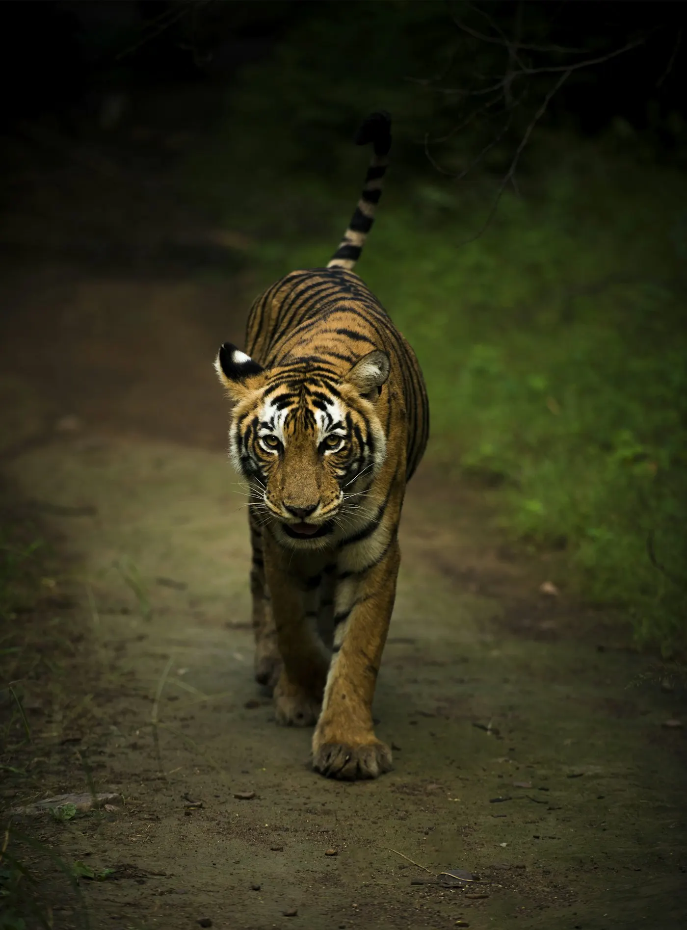 A tiger walking down a forest track towards the camera